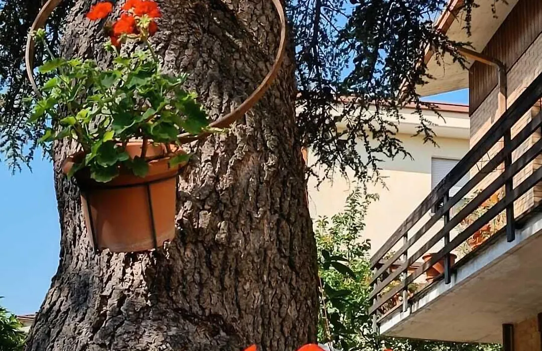B&B Il Cedro-1